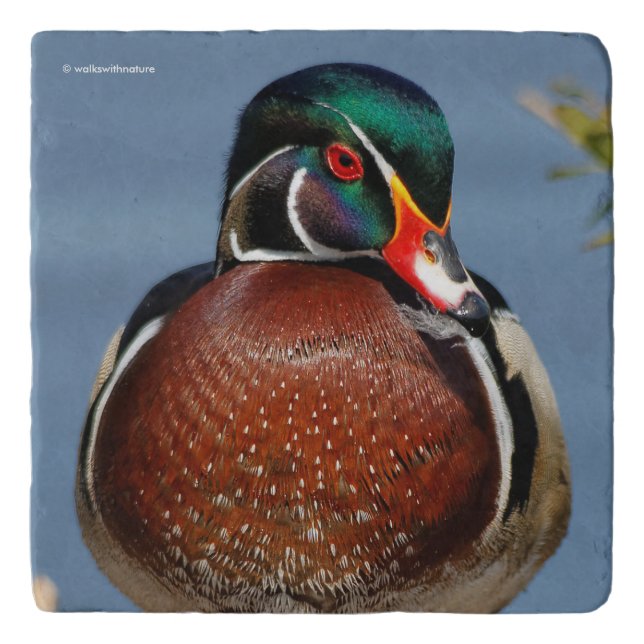 A Beautiful and Pensive Wood Duck in the Sun Trivet (Front)