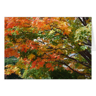 A beautiful Autumn day in Salem, MA Cards