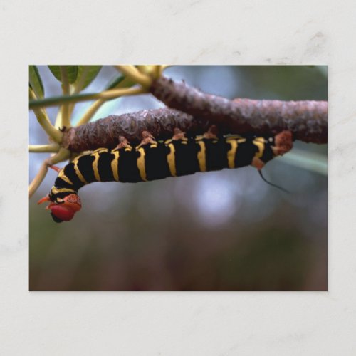 A beautiful Colored Caterpillar Postcard