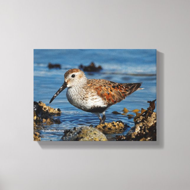 A Beautiful Dunlin Goes Solo Canvas Print (Front)