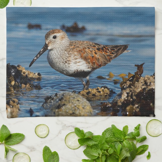 A Beautiful Dunlin Goes Solo Kitchen Towel (Folded)