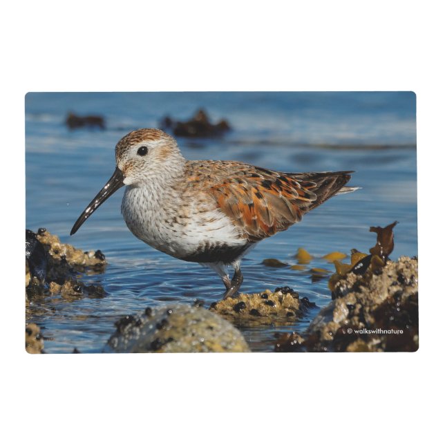 A Beautiful Dunlin Goes Solo Placemat (Front)