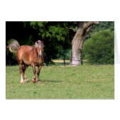 A Beautiful Horse (Front Horizontal)