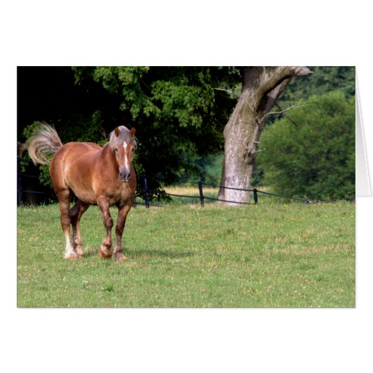 A Beautiful Horse Cards (Front Horizontal)