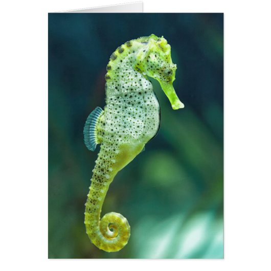 A Beautiful Knysna Seahorse Cards (Front)
