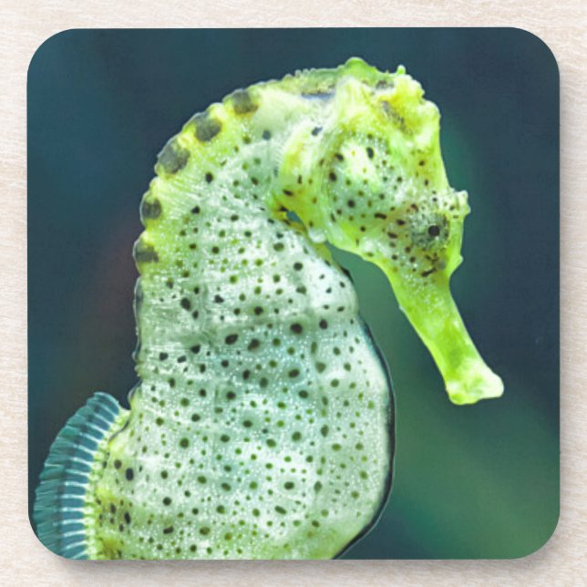 A Beautiful Knysna Seahorse Drink Coaster (Front)