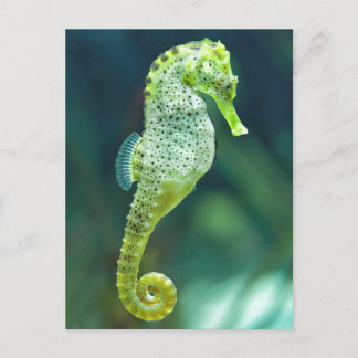A Beautiful Knysna Seahorse Postcard