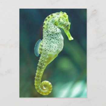 A Beautiful Knysna Seahorse Postcard by welcomeaboard at Zazzle
