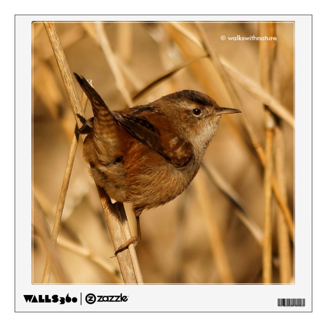 A Beautiful Marsh Wren in--Where Else?--the Marsh Wall Decal (Front)