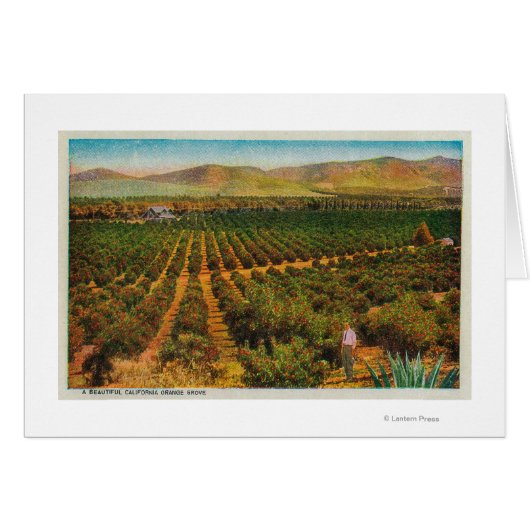 A Beautiful Orange GroveState Cards (Front Horizontal)
