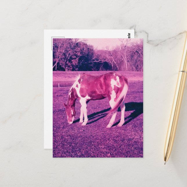 A Beautiful Paint Horse Expired Film Photography Postcard (Front/Back In Situ)
