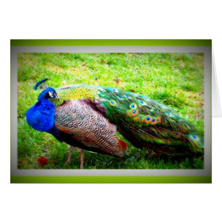 A Beautiful PeaCock Cards