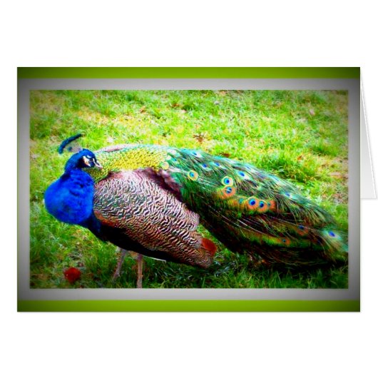 A Beautiful PeaCock Cards (Front Horizontal)