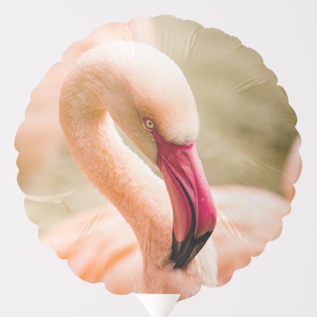 A Beautiful Pink Flamingo  Balloon (Front)