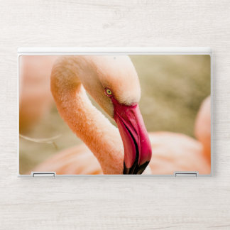 A Beautiful Pink Flamingo HP Laptop Skin