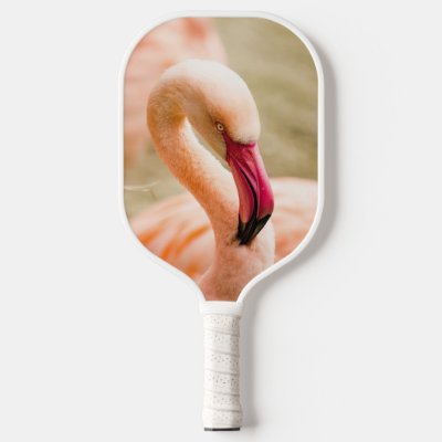 A Beautiful Pink Flamingo 