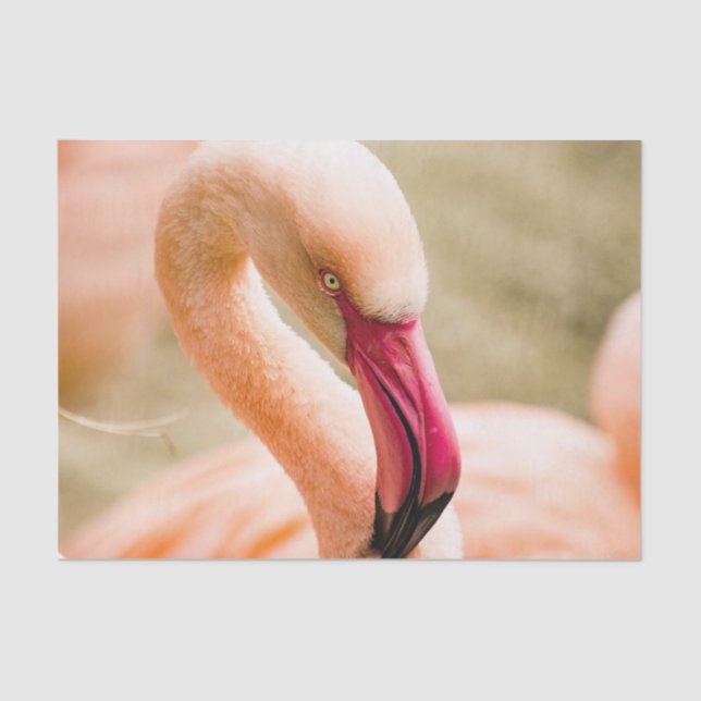 A Beautiful Pink Flamingo  Tissue Paper (Front)