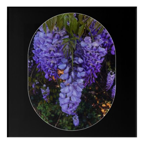 a beautiful touch of nature  acrylic print
