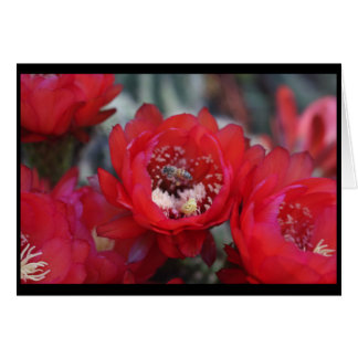A bee and a cactus cards