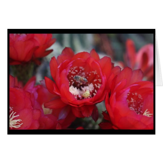 A bee and a cactus cards (Front Horizontal)