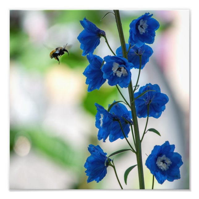A bee's blue visit print (Medium: 12" x 12") (Front)