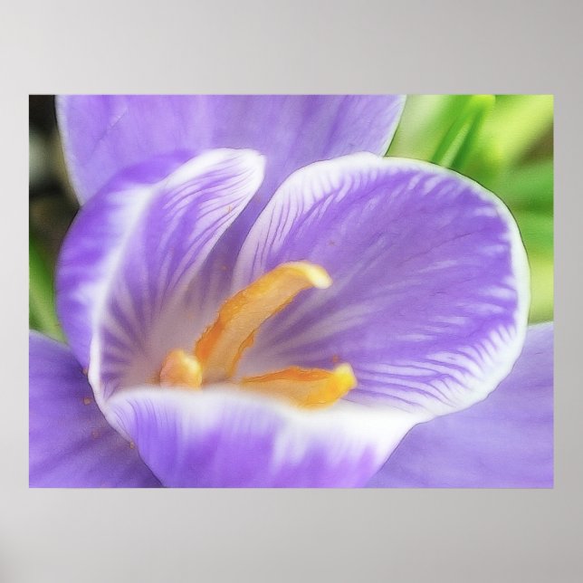 A Bee's Eye View - Crocus Poster (Front)
