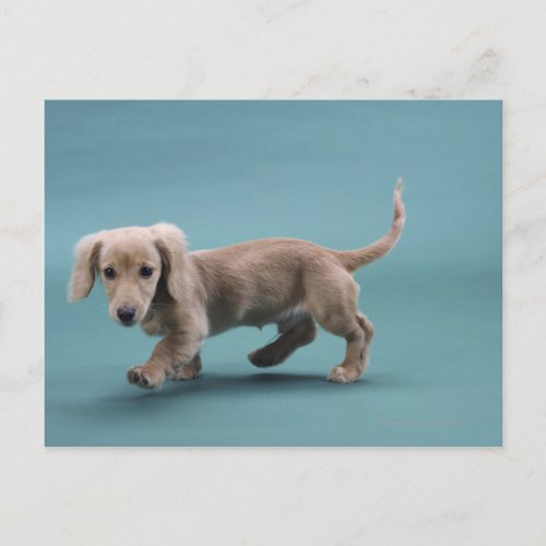 A beige small dachshund walking postcard