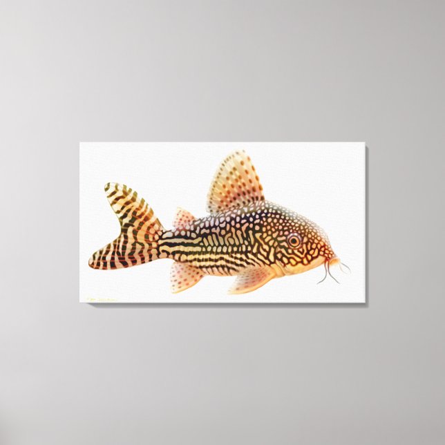A Big Corydoras Sterbae Catfish Wrapped Canvas Print (Front)