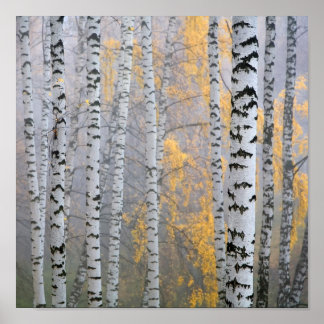 a birch grove in the haze fragment trunks. poster