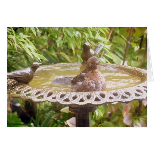 A Bird In The Bath Cards (Front Horizontal)