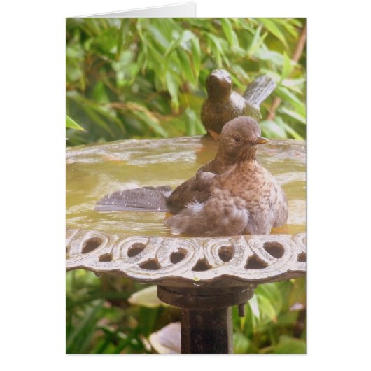 A Bird In The Bath Cards (Front)
