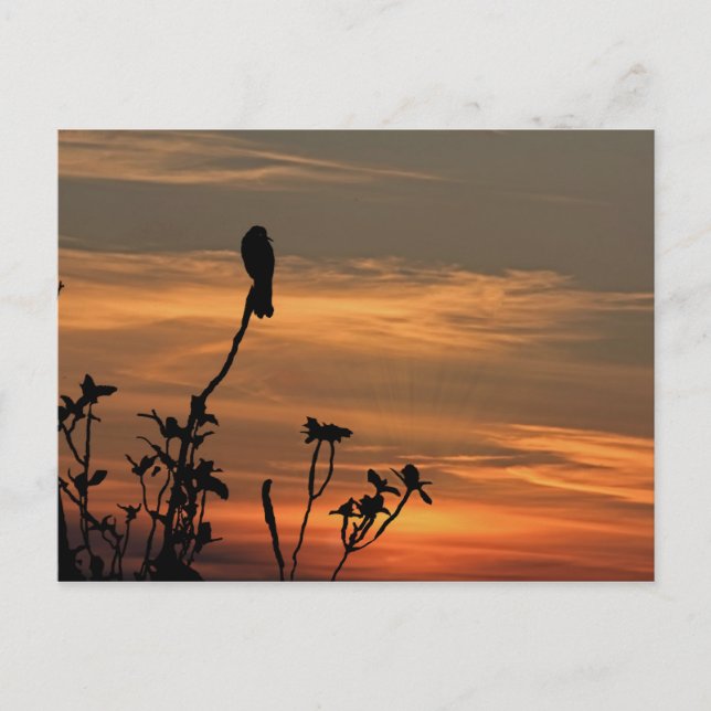 a bird in the tree at sunset post card (Front)