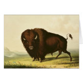 A Bison, c.1832 (Front Horizontal)