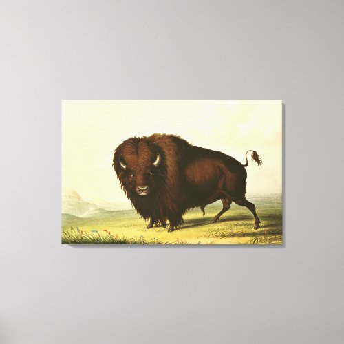 A Bison c1832 Canvas Print