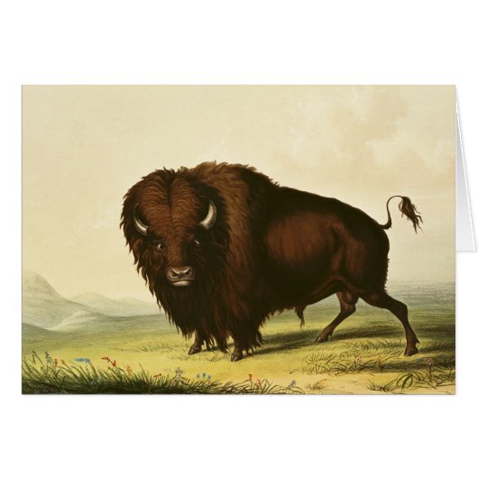 A Bison, c.1832 Cards (Front Horizontal)