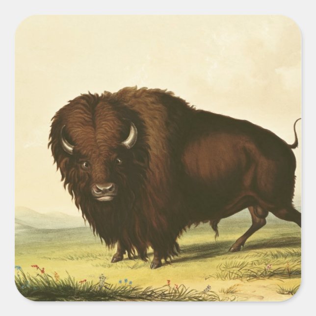 A Bison, c.1832 Square Sticker (Front)