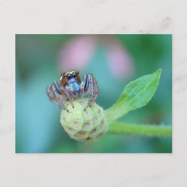 A Bit Jumpy? Postcard (Front)