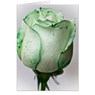 A bit of Irish in a Rose Cards