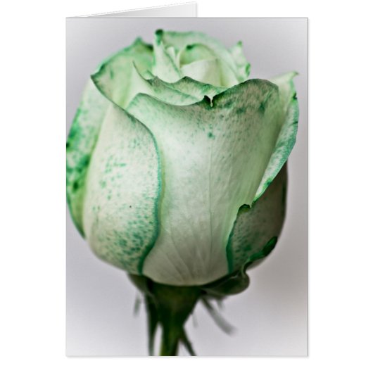 A bit of Irish in a Rose Cards (Front)
