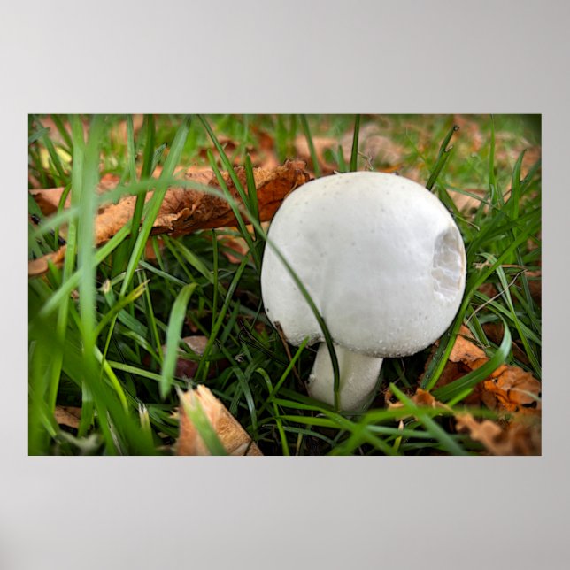 A bitten mushroom poster (Front)