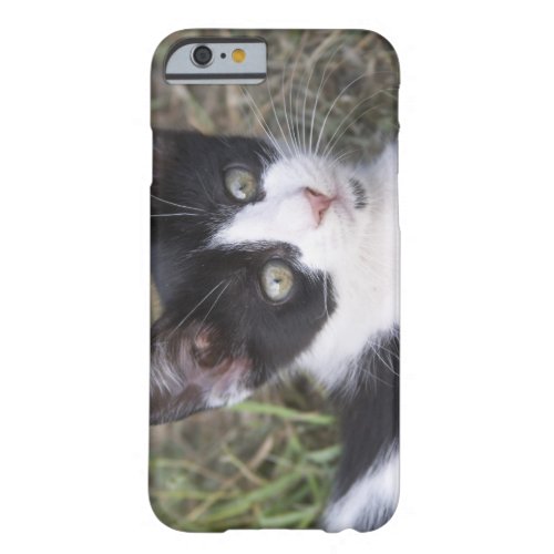 A black and white cat kitten in the garden barely there iPhone 6 case
