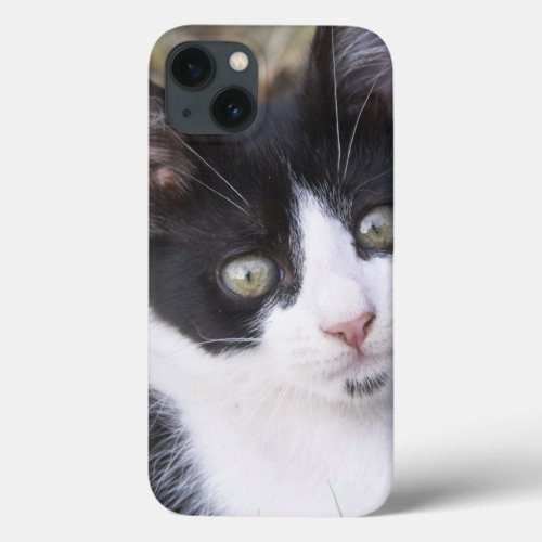 A black and white cat kitten in the garden iPhone 13 case