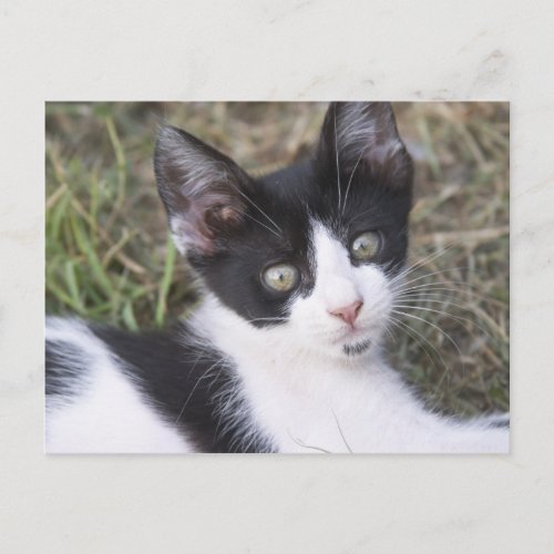 A black and white cat kitten in the garden postcard