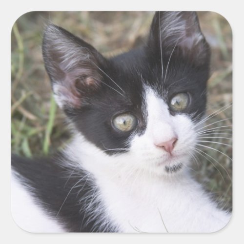 A black and white cat kitten in the garden square sticker