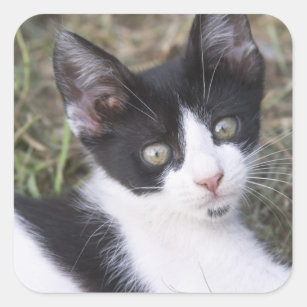 A black and white cat kitten in the garden. square sticker