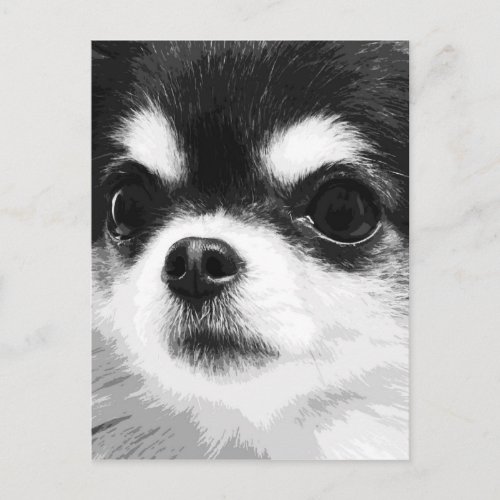 A black and white Chihuahua Postcard