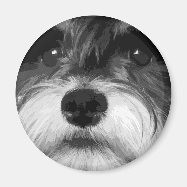 A black and white Miniature Schnauzer Magnet (Front)