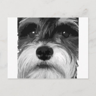 A black and white Miniature Schnauzer Postcard