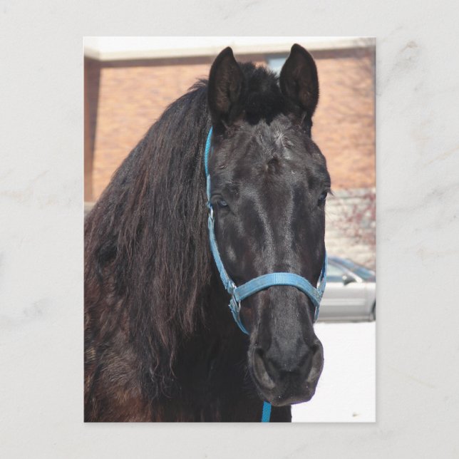 A Black Beauty Postcard (Front)