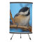 A Black-Capped Chickadee on the Pear Tree
